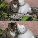 Forever alone cat
