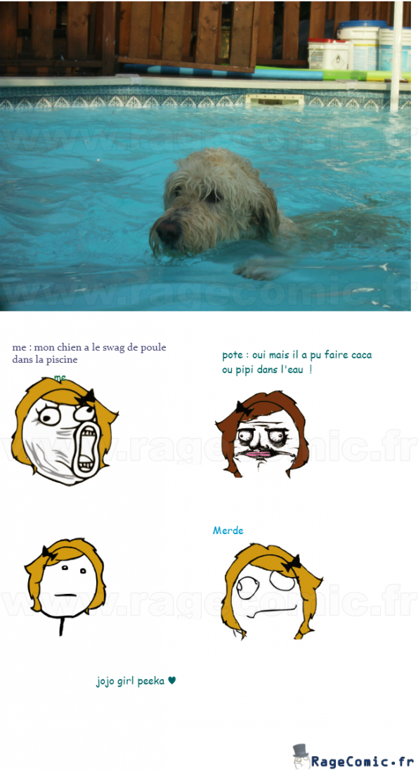 un chien dans la piscine 