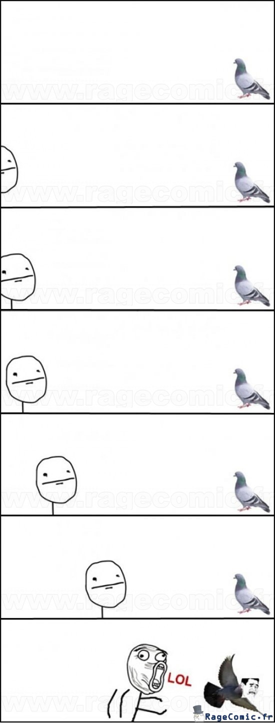 Pigeon