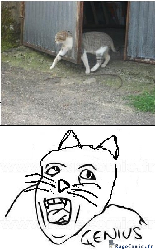 Un chat génie