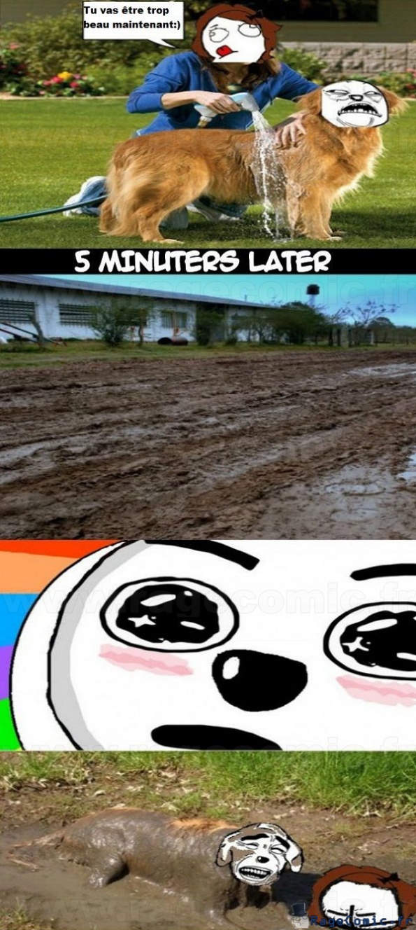 Un chien qui était tout propre