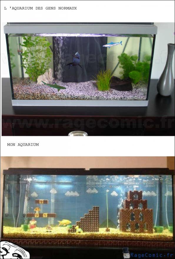 Mon aquarium