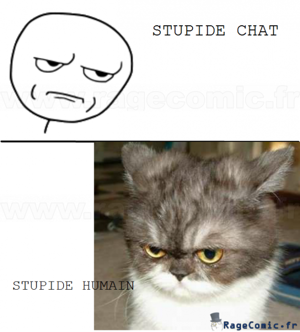 tel maître tel chat tel maître tel chat