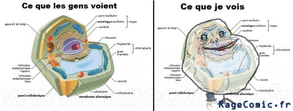 schéma forever alone