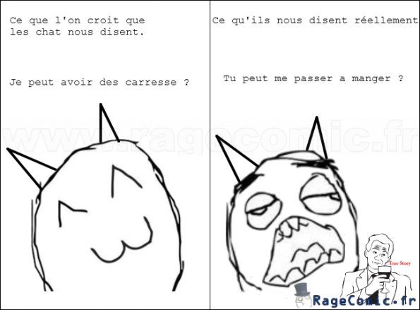Les chats... Les chats...