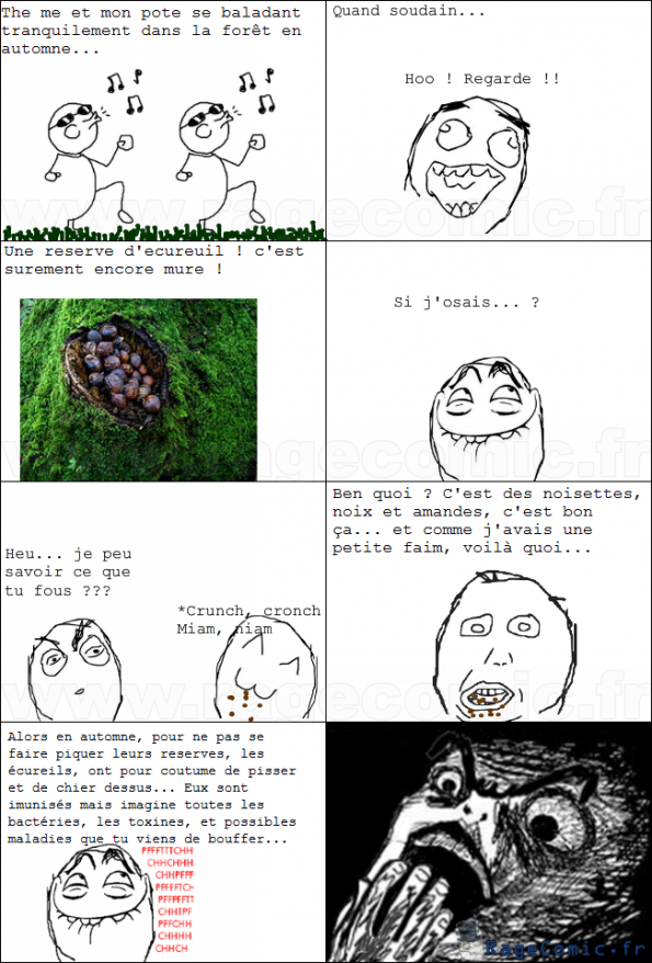 Ecureuil dégueux Ecureuil dégueux