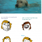 un chien dans la piscine